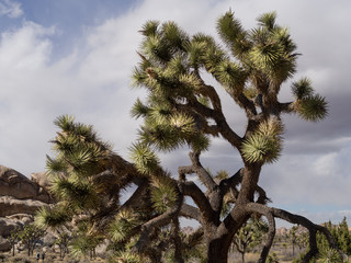 Joshua Tree in Joshua Tree National Park