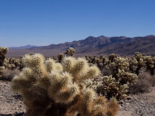 Cactus in Cholla Cactus Garden, Joshua Tree National Park