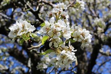 Branch with blossoming pear flowers in spring