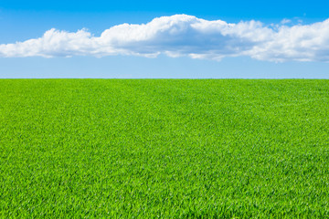 meadow with blue sky and clouds