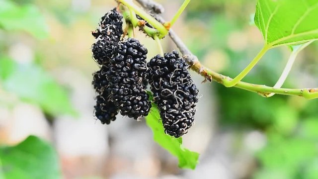 malberry fruit