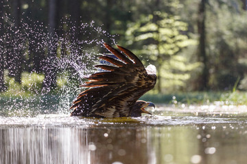 Seeadler jagt im See
