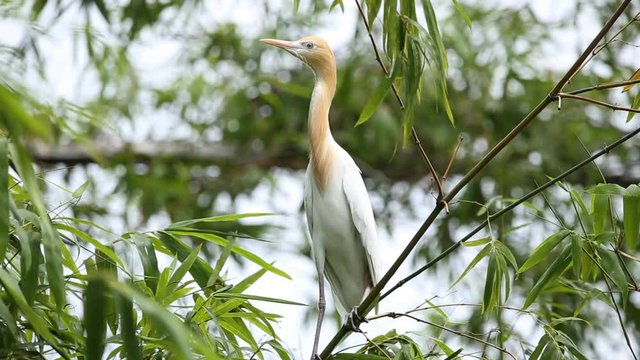 Eastern Cattle Egret ( Bubulcus coromandus ) on bamboo of Thailand.