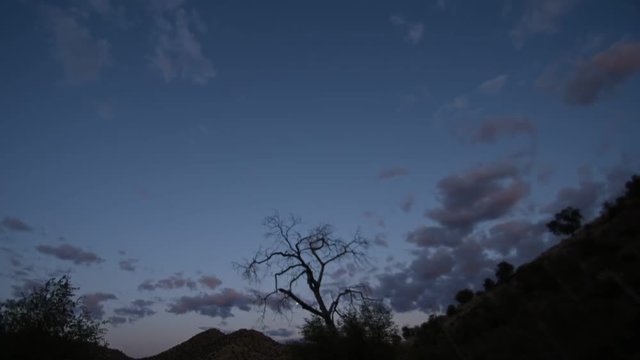 Time lapse video of moonrise behind a tree