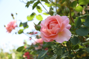 ピンクのバラ