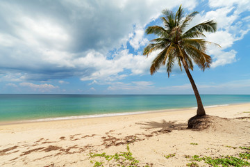 Summer holiday and vacation background concept,of coconut palm tree on tropical beach in phuket thailand.