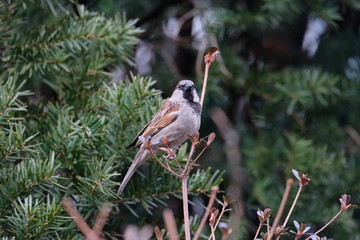 Sparrow
