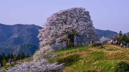 日本の春、岡山県真庭市、醍醐桜、満開の桜、ピンク色の季節