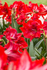 Red Spring Lillies 