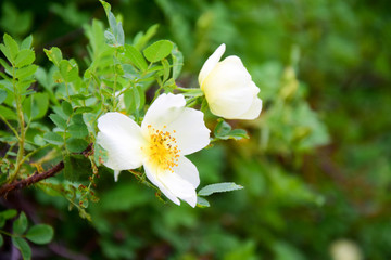 Шиповник в цвету