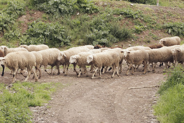 Flock of sheep moving on spring pasture. La Rioja, Spain.