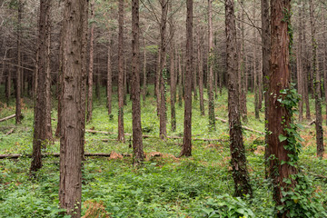 Fototapeta na wymiar 枯れ木と森