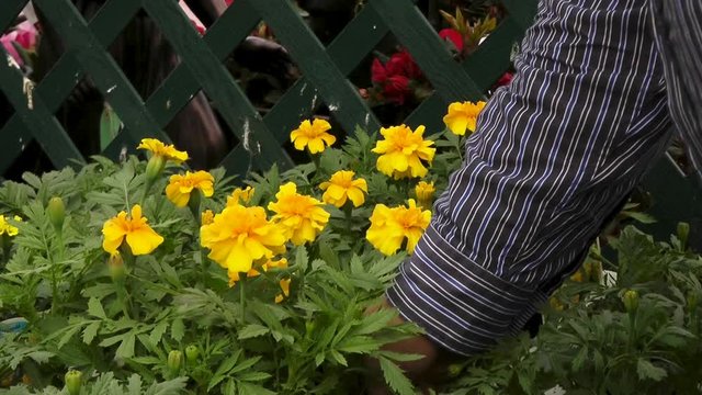 Man picks up yellow Marigold triploid plants in garden centre