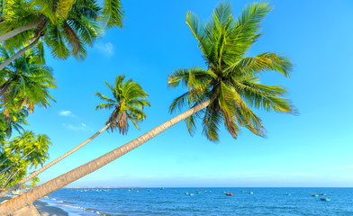 Inclined coconut trees leaning toward the tropical beach on summer afternoon, below are a beautiful boat mooring