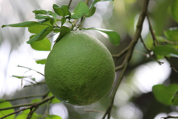 Indian fruit Sheaddock or pampara panasa kaaya