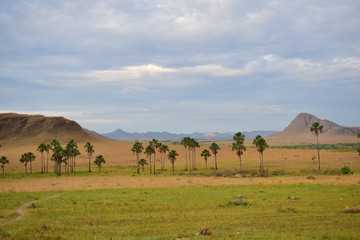 Fototapeta na wymiar Cerrado