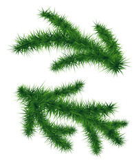 Set of fir branches. Christmas tree