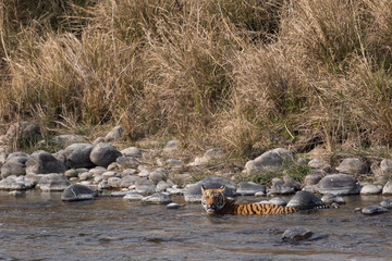 Naklejka na ściany i meble Royal Bengal Tiger Cooling off In Ramganga River in Corbett Tiger Reserve, Uttarakhand, India