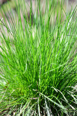 Fototapeta premium Green grass