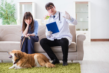 Vet doctor visiting golden retriever dog at home