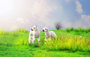 Fototapeta premium two little lambs on the fields with blue sky backgrounds