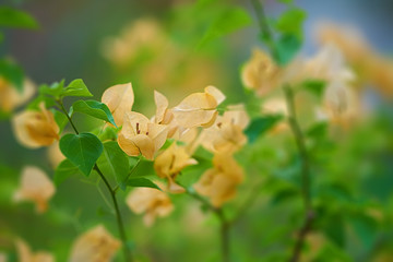 Yellow flower on blur background