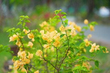 Yellow flower on blur background