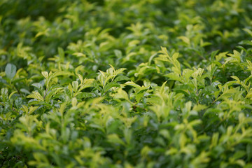 Bush in top view with selective focus