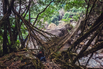 Living roots bridge formed by training tree roots over years to knit together near Nongriat village, cherrapunji, Meghalaya, India.