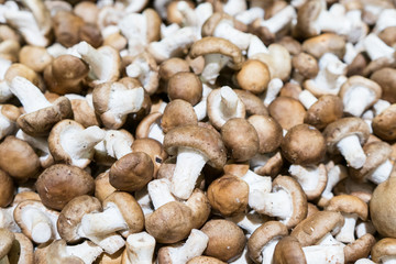 Fresh mushrooms is ingredient for cooking.