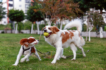 King Charles Cavalier and English Pointer, Golden Retriever run with tenis ball in the garden.