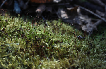 growing moss in the forest
