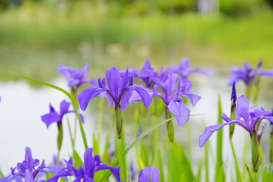 Irises blooming in flower gardens
