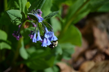 Virginia Bluebells, pollinator plant
