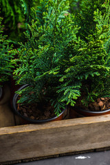 Green little thuja in pot. Selective focus.