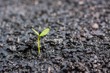 Young plant growing in soil 