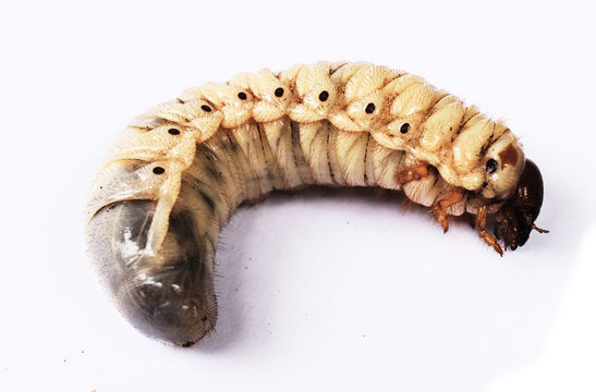 The worm of Coconut rhinoceros beetle  , Larva on white background
