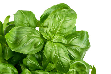 Sweet basil herb leaves bunch isolated on white background