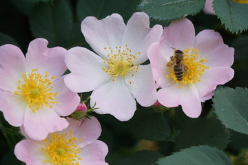 bee and rose