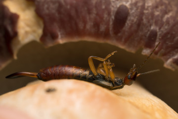 Earwig on mushroom
