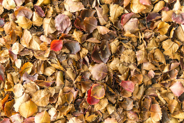 colorful pile of Autumn leaves