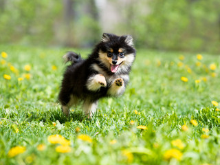 spitz Pomeranian jumping among flowers dandelion
