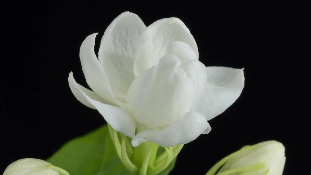 Time lapse of white Jasmine flowers blooming on black background