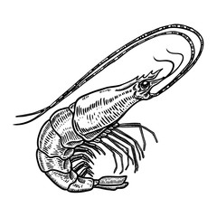 Hand drawn shrimp illustration on white background. Seafood. Design element for poster, card,menu, emblem.