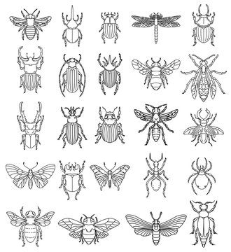 Set of insects illustrations on white background. Design elements for logo, label, emblem, sign, badge.