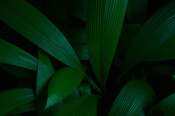 Green leaves plant series -  Artistic green Accordion leaves  colour tone dark in the morning.