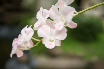 Beautiful white and soft pink or Phalaenopsis or Moth dendrobium orchid, Natural flower concept.