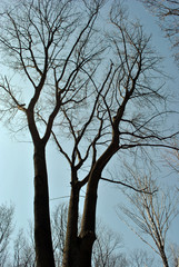 Maple dark trunk and branches silhouette without leaves on blue spring sky background, view from ground