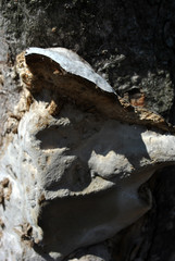Gray fomes fomentarius (tinder fungus, false tinder fungus, hoof fungus, tinder conk, tinder polypore, ice man fungus) growing on chestnut trunk with rough bark background