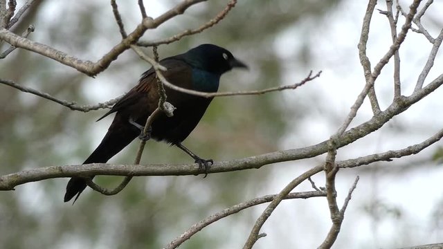 A purple grackle
